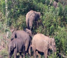 Sekelompok gajah liar hancurkan pondok rumah warga di Kampar, Riau (Foto: Antara/Irwansyah Putra)